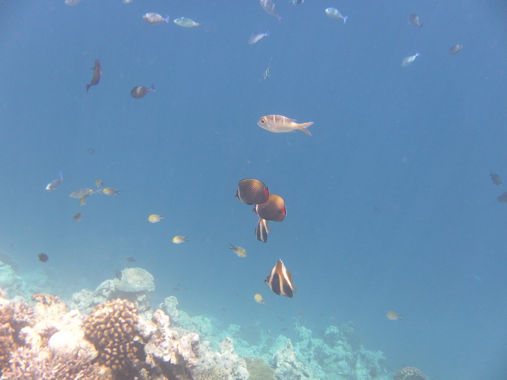Image SAM_0605.JPG