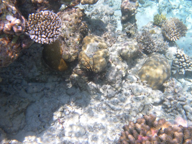 Image SAM_0614.JPG
