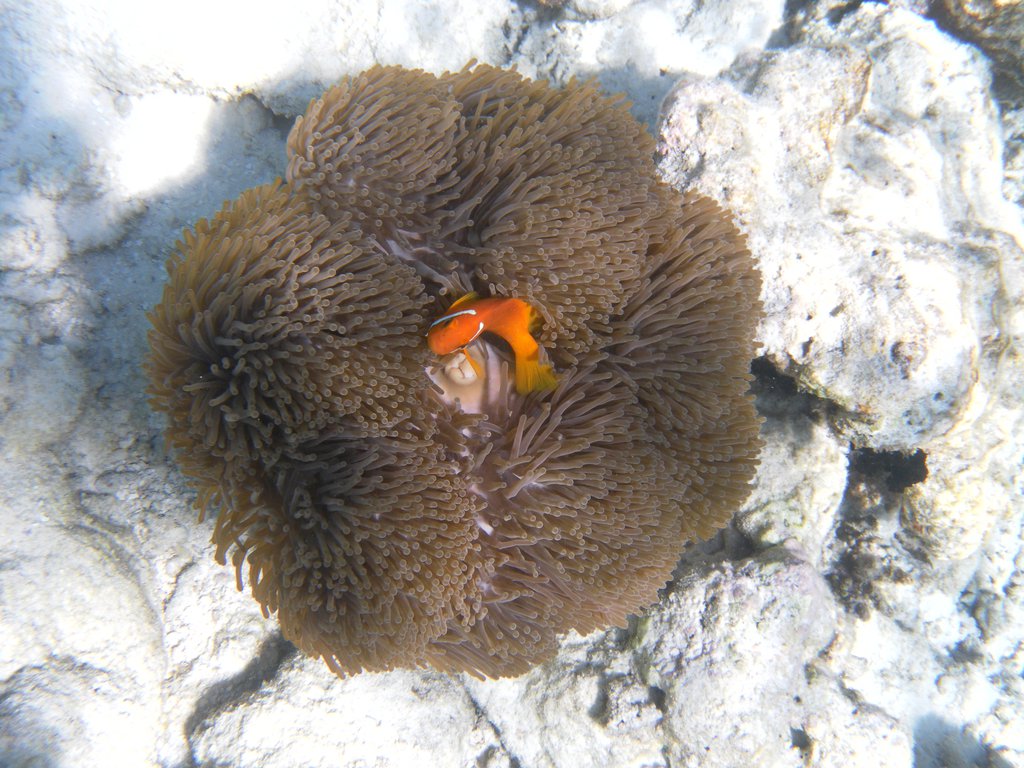 Image SAM_0616.JPG