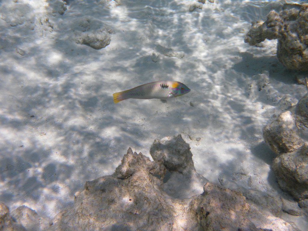 Image SAM_0617.JPG