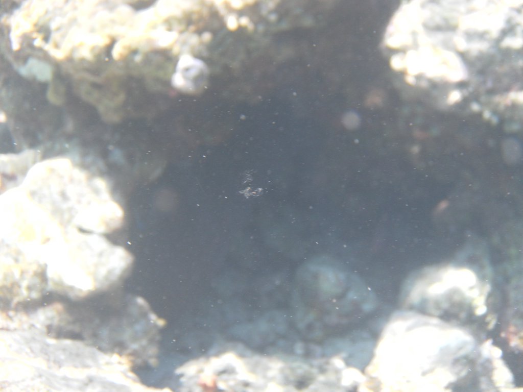 Image SAM_0619.JPG