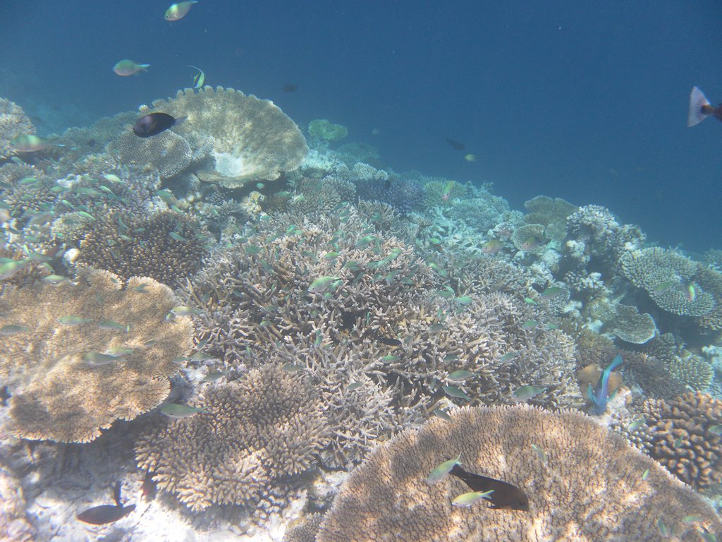 Image SAM_0625.JPG