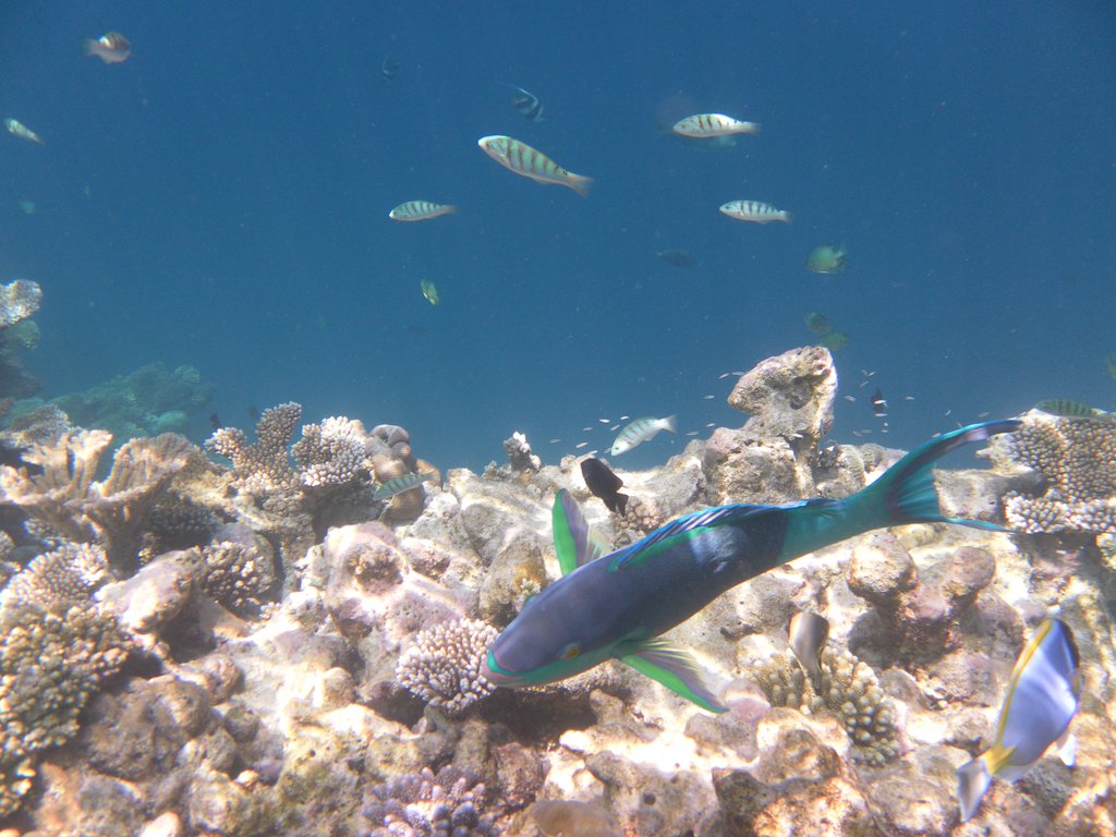 Image SAM_0627.JPG