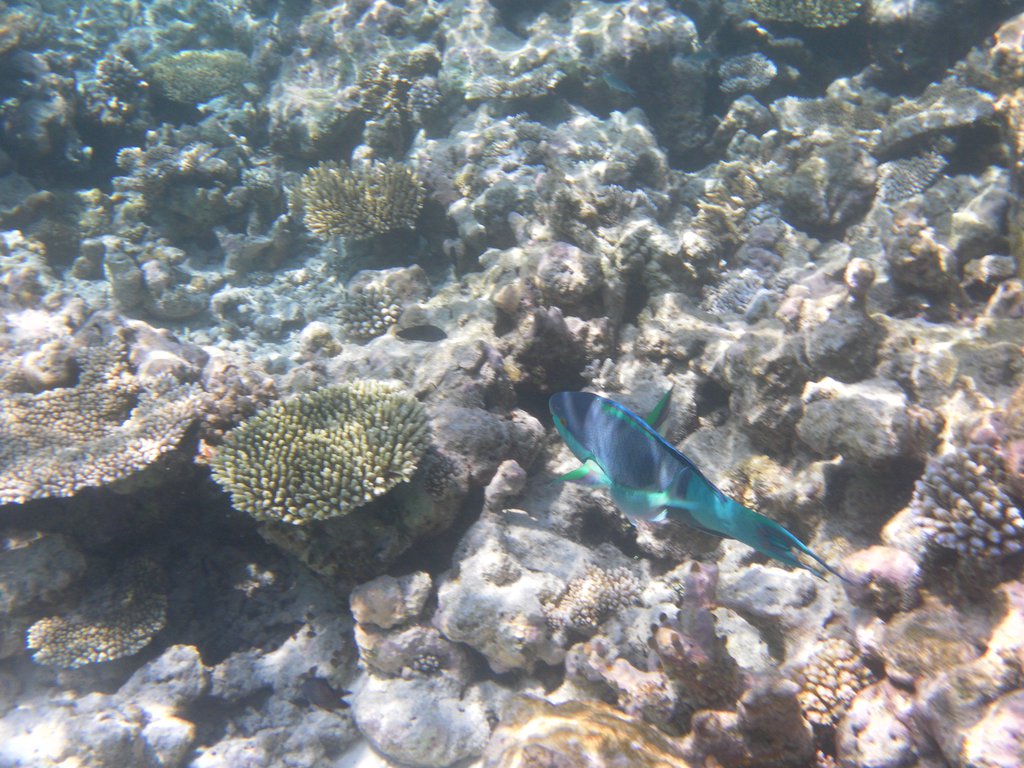 Image SAM_0628.JPG