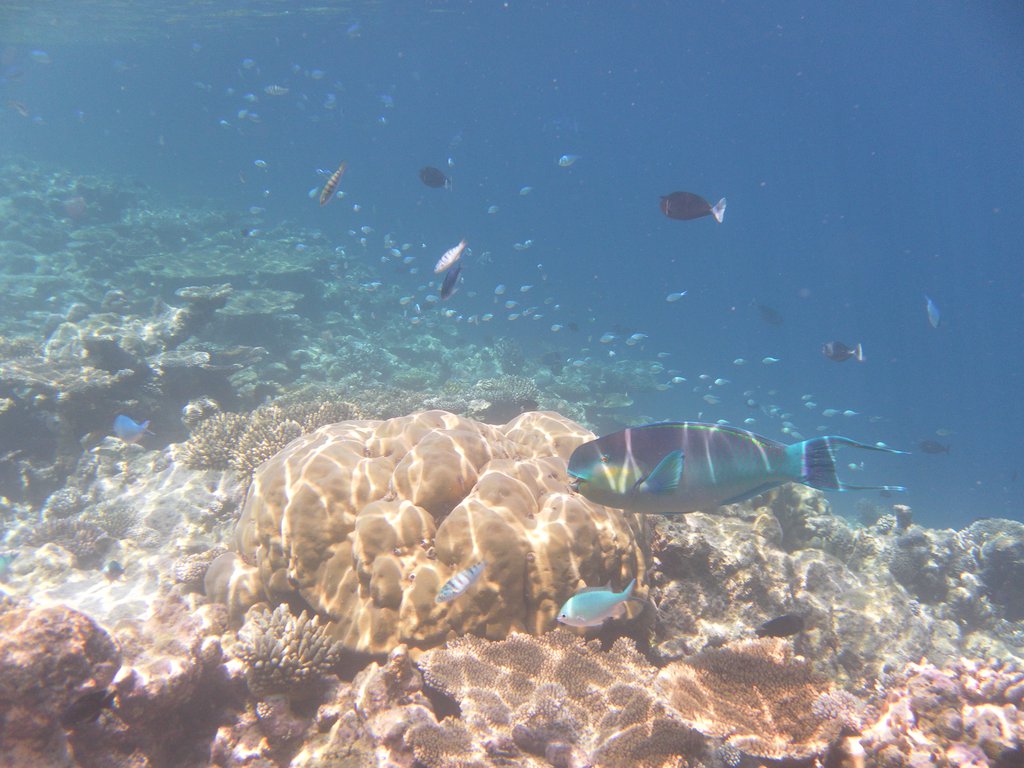 Image SAM_0629.JPG