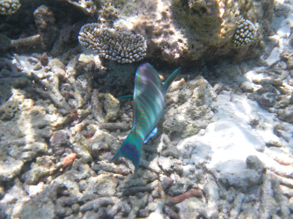 Image SAM_0636.JPG