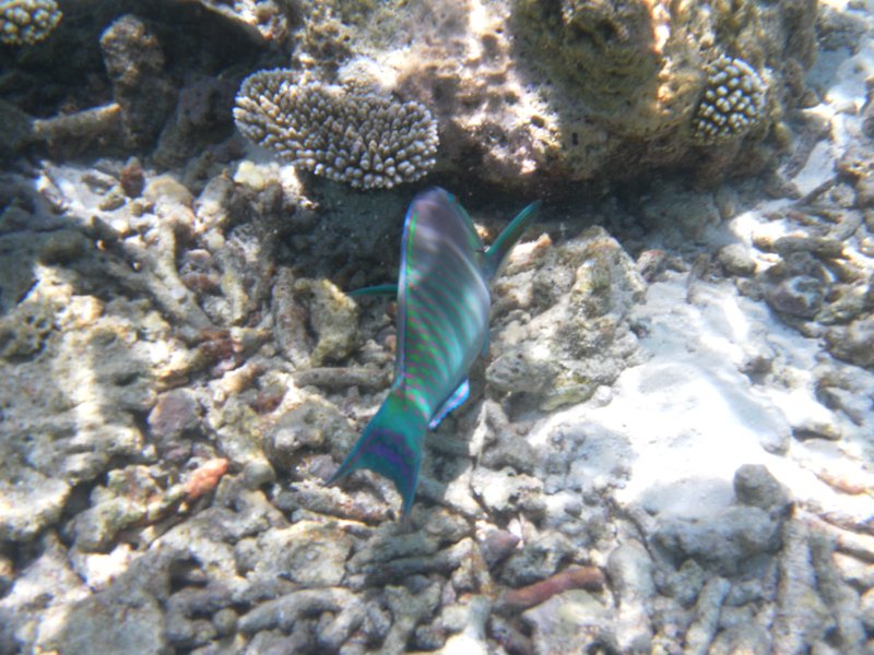 Image SAM_0636.JPG
