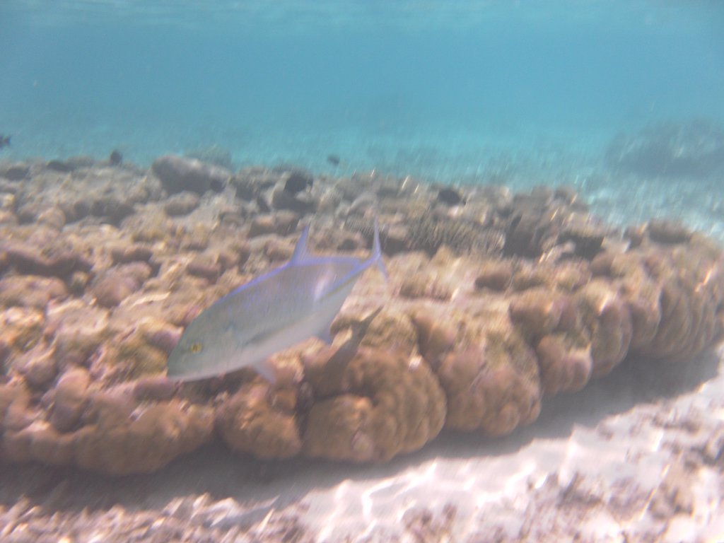 Image SAM_0644.JPG