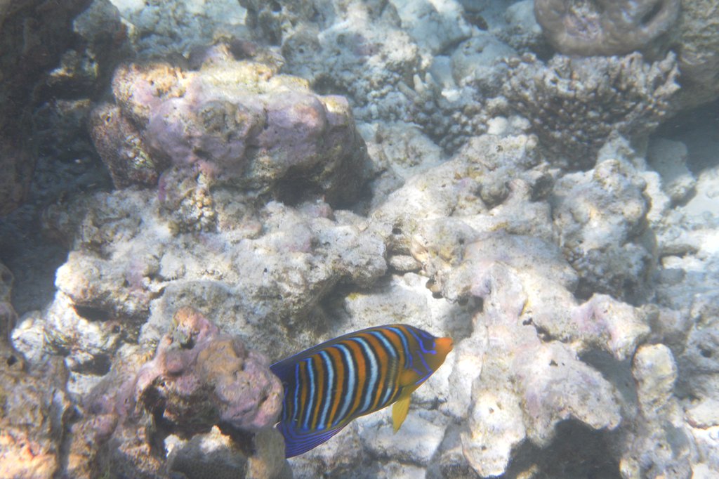 Image SAM_0655.JPG
