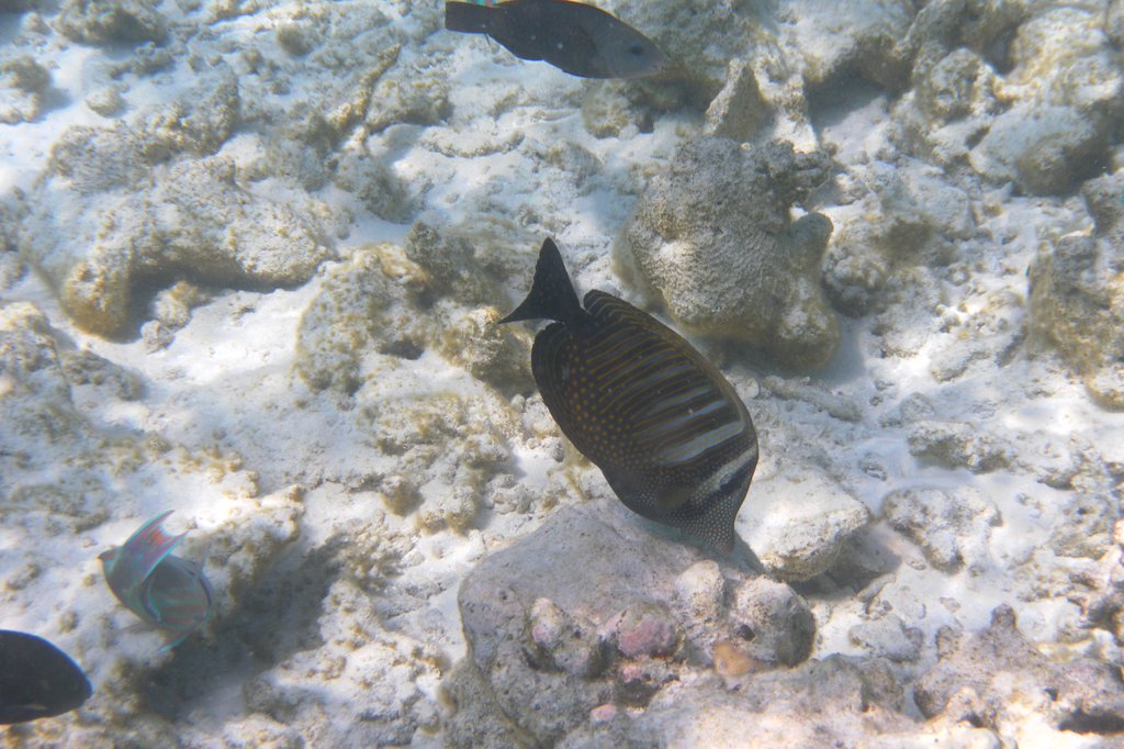 Image SAM_0662.JPG