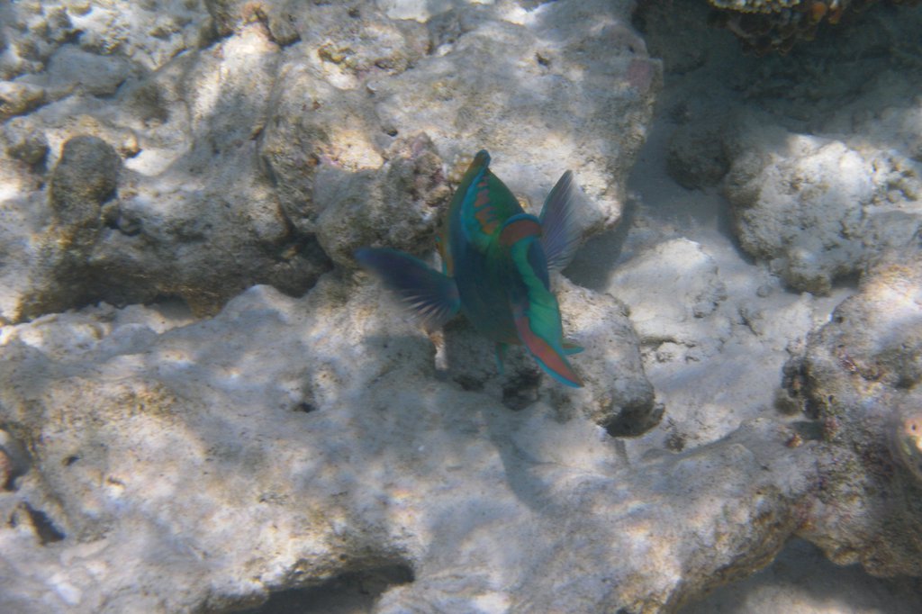 Image SAM_0663.JPG