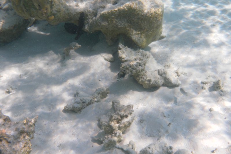 Image SAM_0666.JPG
