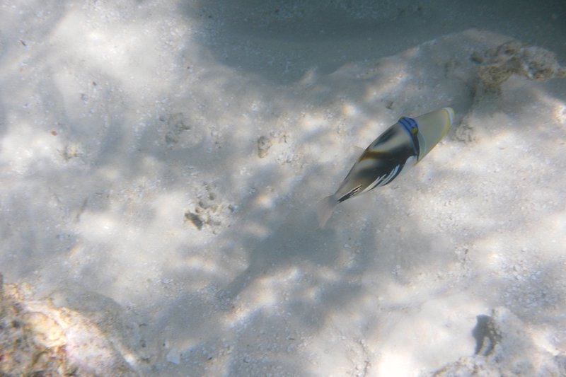 Image SAM_0667.JPG