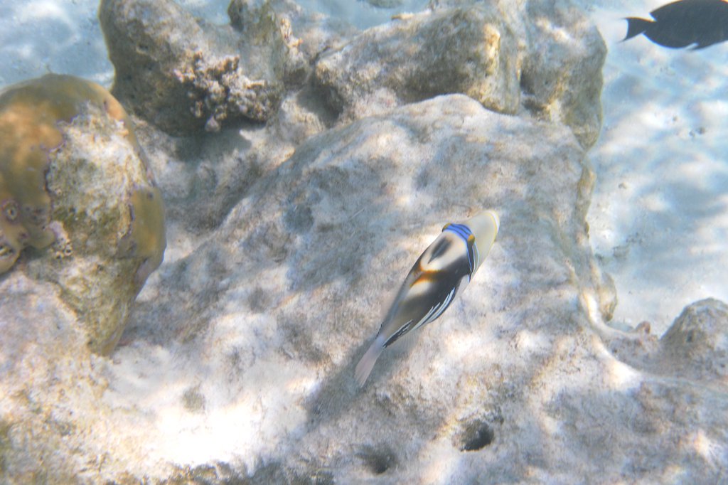 Image SAM_0668.JPG