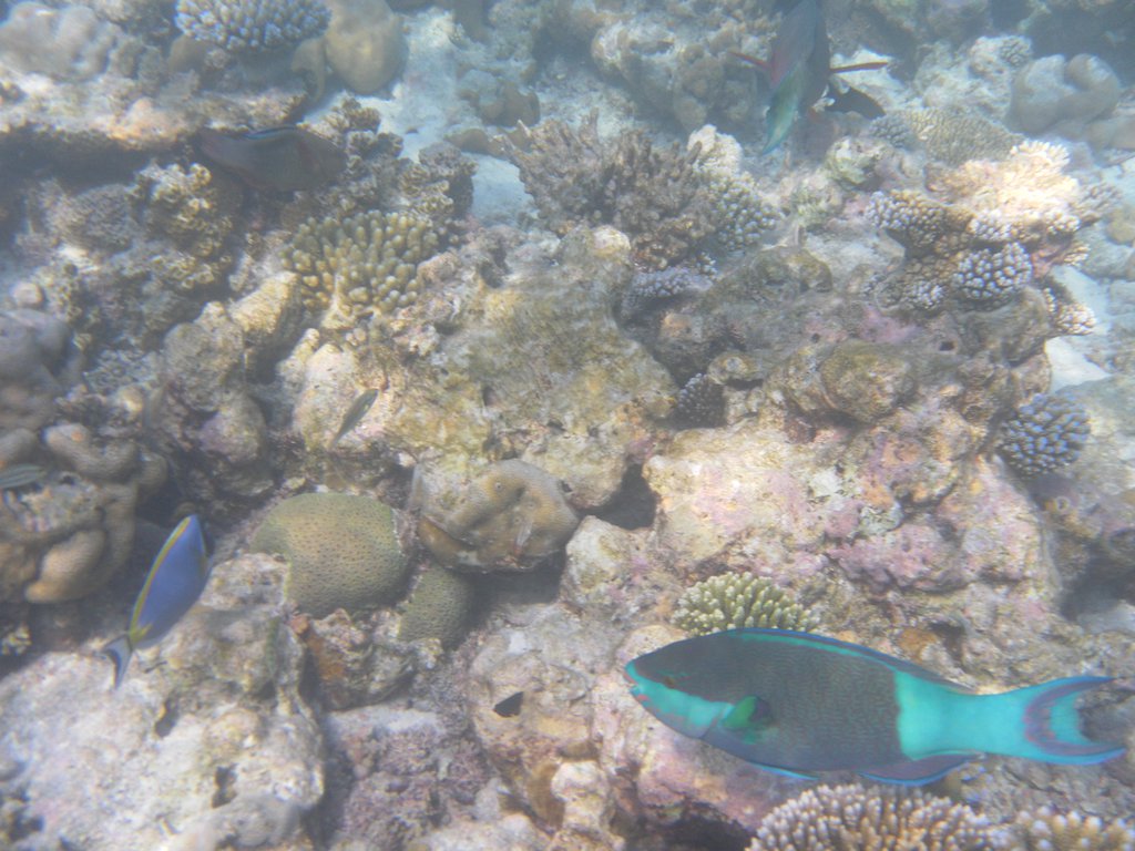 Image SAM_0675.JPG