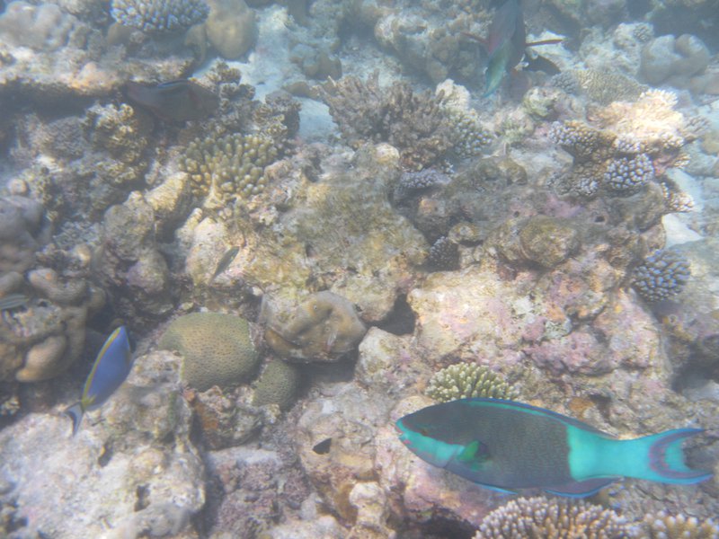 Image SAM_0675.JPG