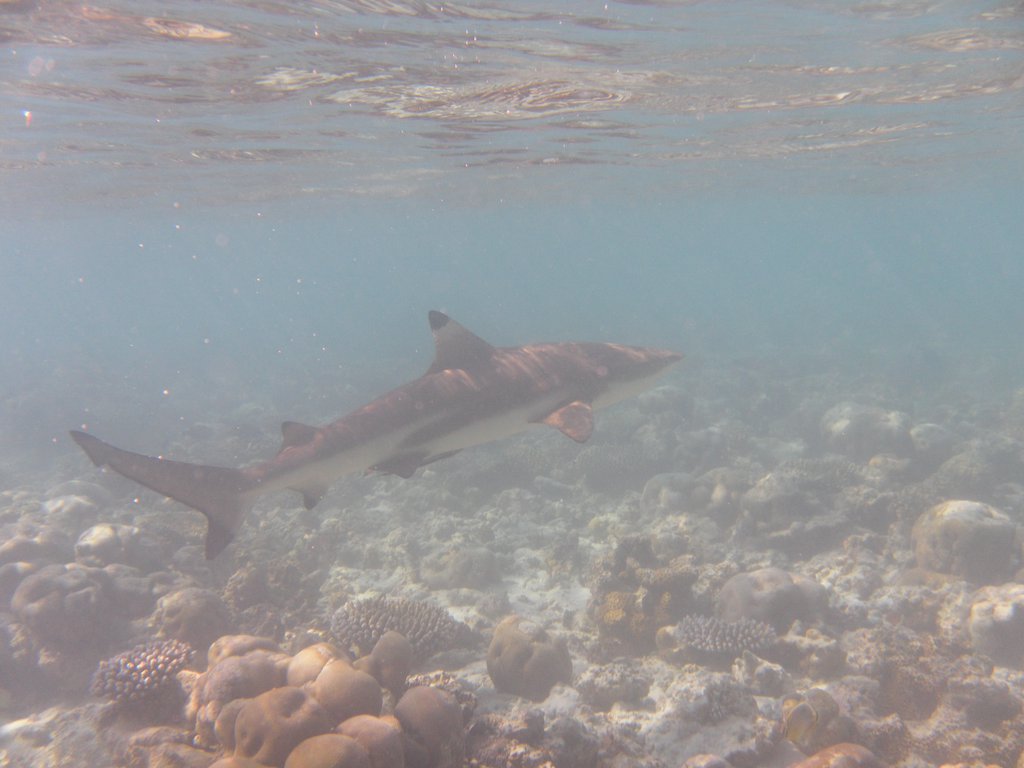 Image SAM_0676.JPG