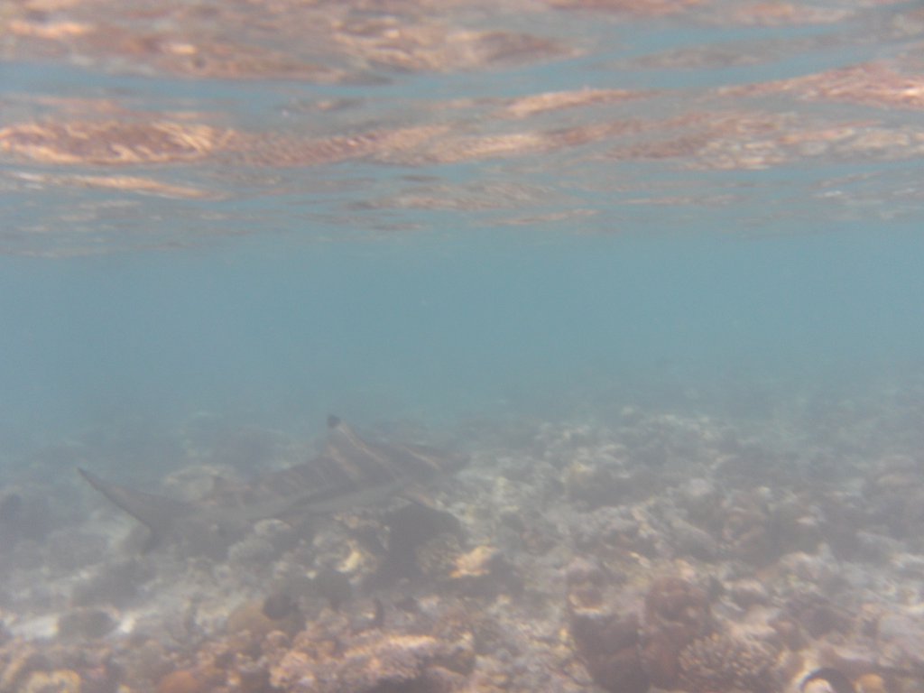 Image SAM_0677.JPG