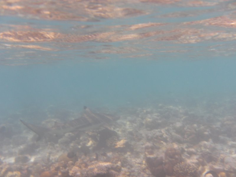 Image SAM_0677.JPG