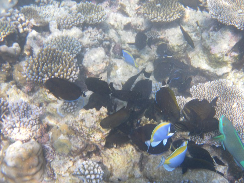 Image SAM_0680.JPG