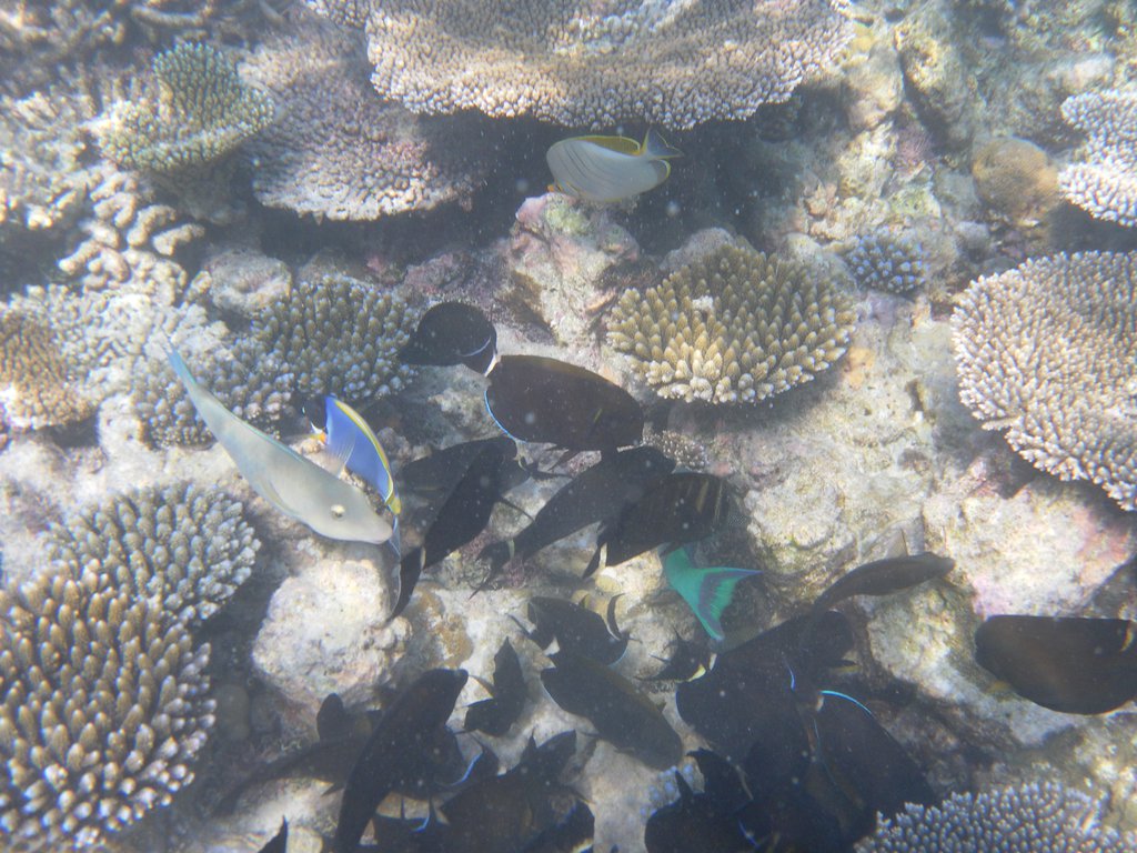 Image SAM_0681.JPG
