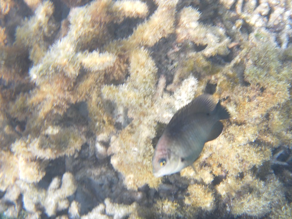 Image SAM_0684.JPG