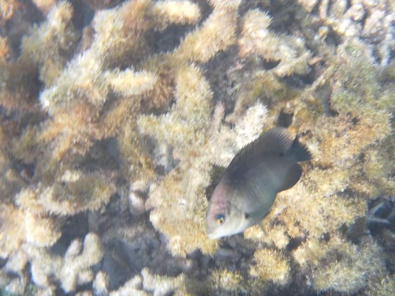 Image SAM_0684.JPG