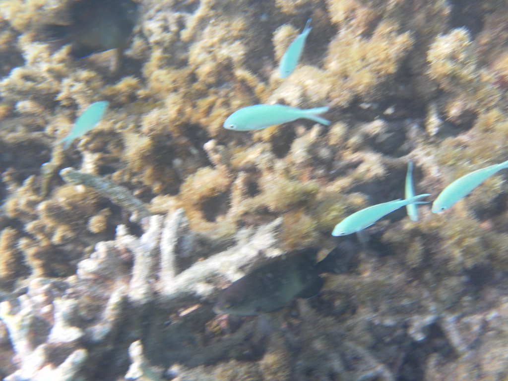 Image SAM_0687.JPG