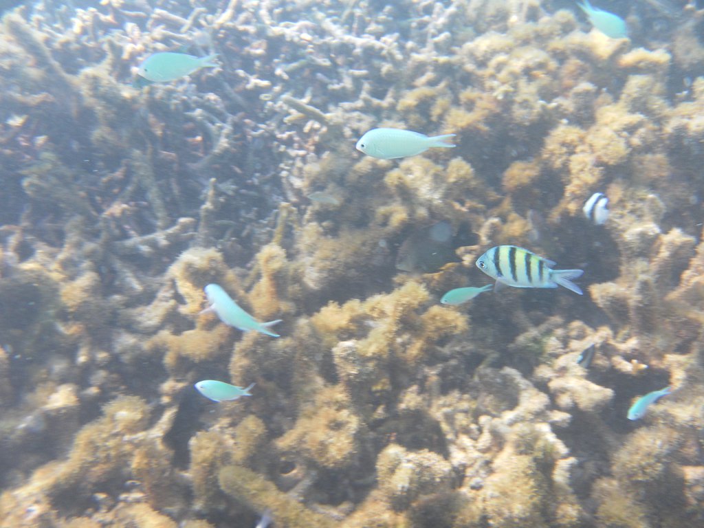 Image SAM_0688.JPG
