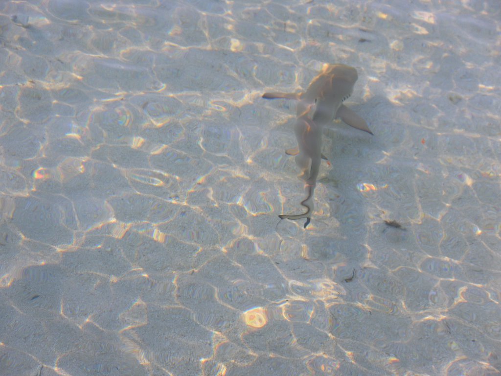Image SAM_0694.JPG
