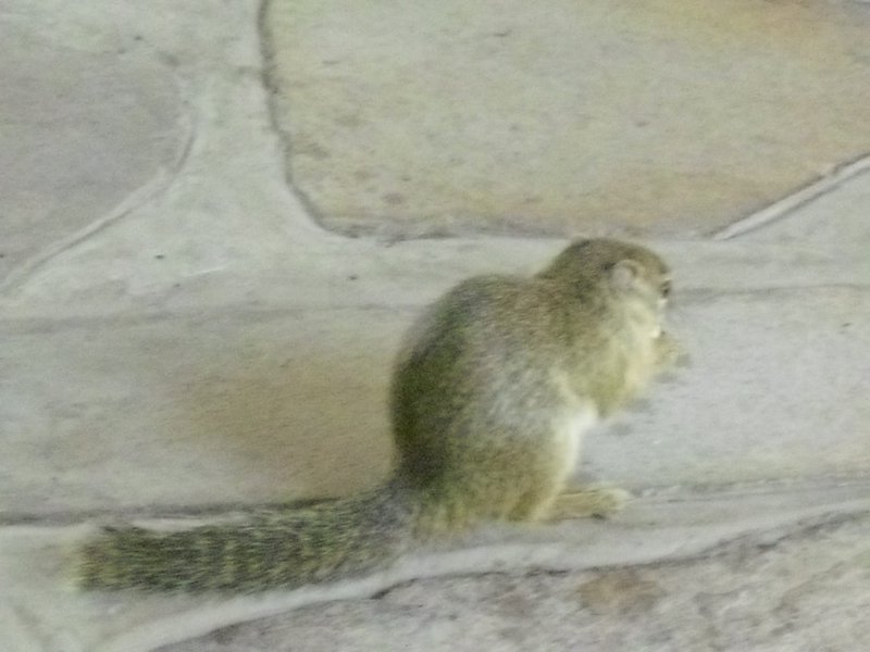 Image CIMG7604.JPG