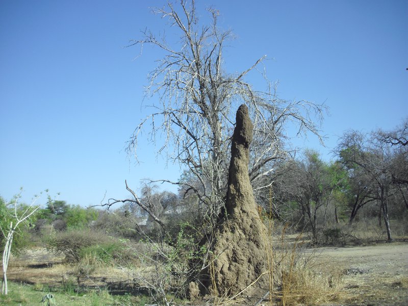 Image CIMG7611.JPG