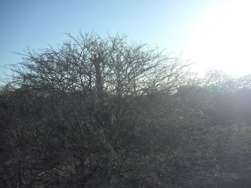 Image CIMG7632.JPG