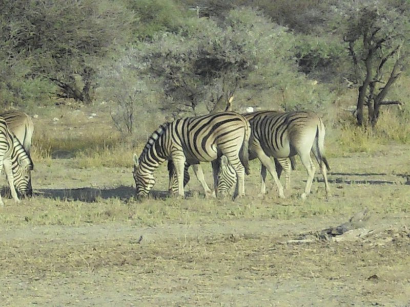 Image CIMG7659.JPG