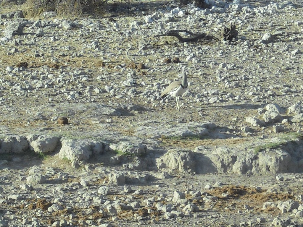 Image CIMG7677.JPG