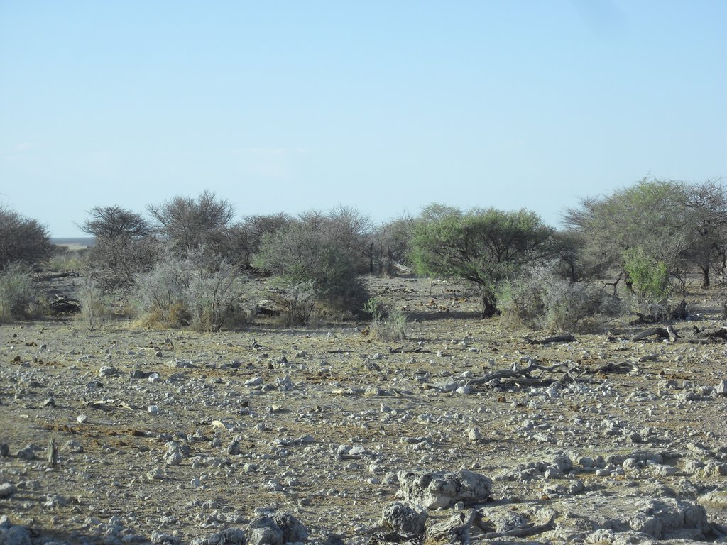 Image CIMG7679.JPG