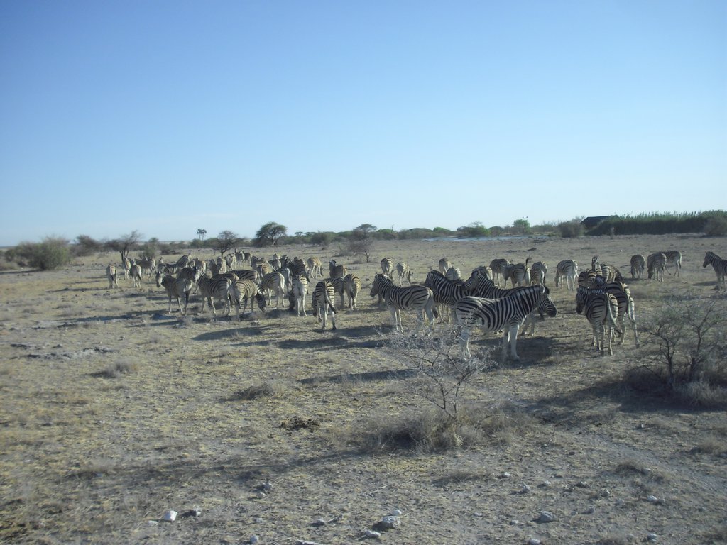 Image CIMG7681.JPG