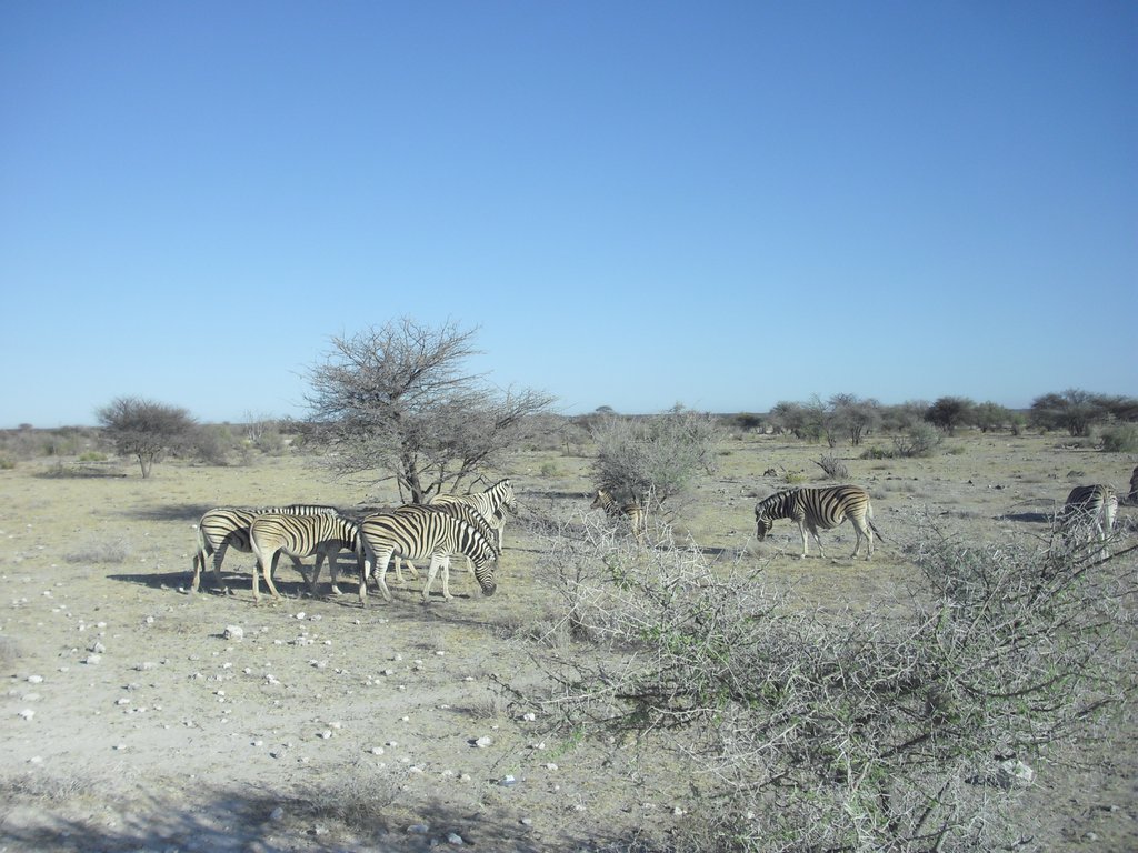 Image CIMG7684.JPG