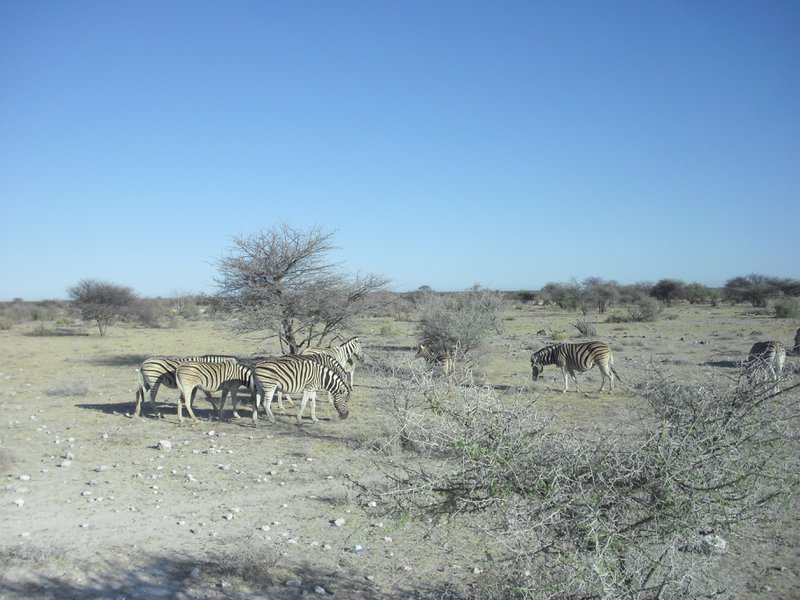 Image CIMG7684.JPG