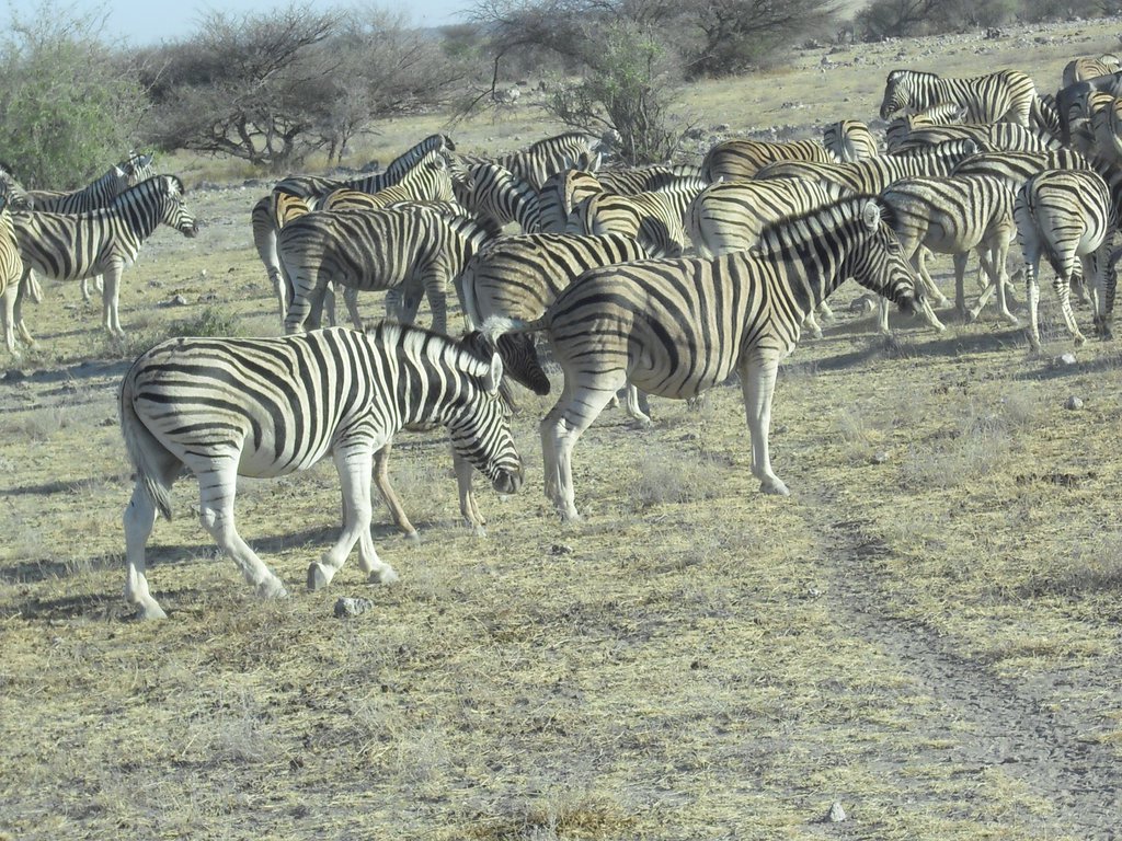 Image CIMG7688.JPG