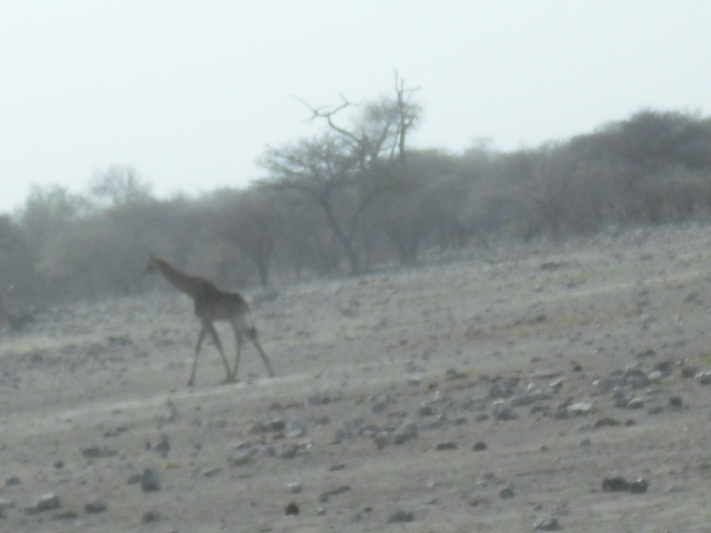 Image CIMG7703.JPG