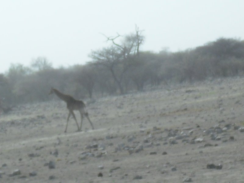 Image CIMG7703.JPG