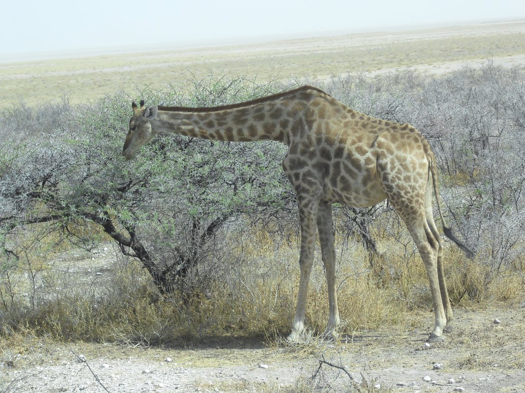 Image CIMG7708.JPG