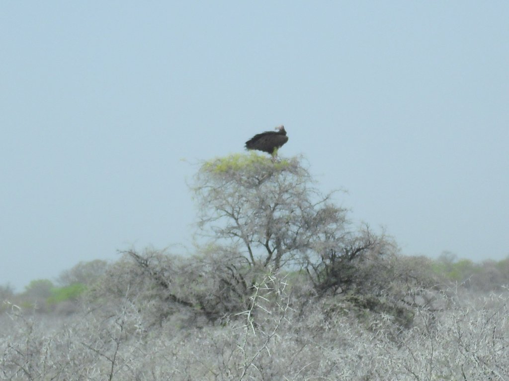 Image CIMG7713.JPG
