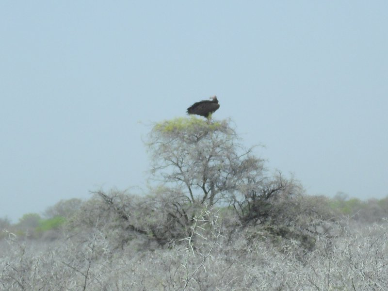 Image CIMG7713.JPG