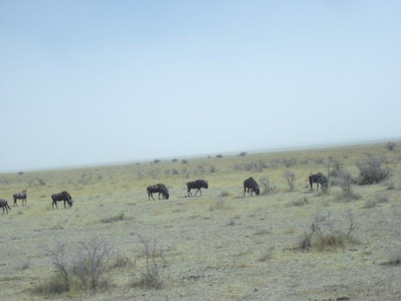 Image CIMG7714.JPG