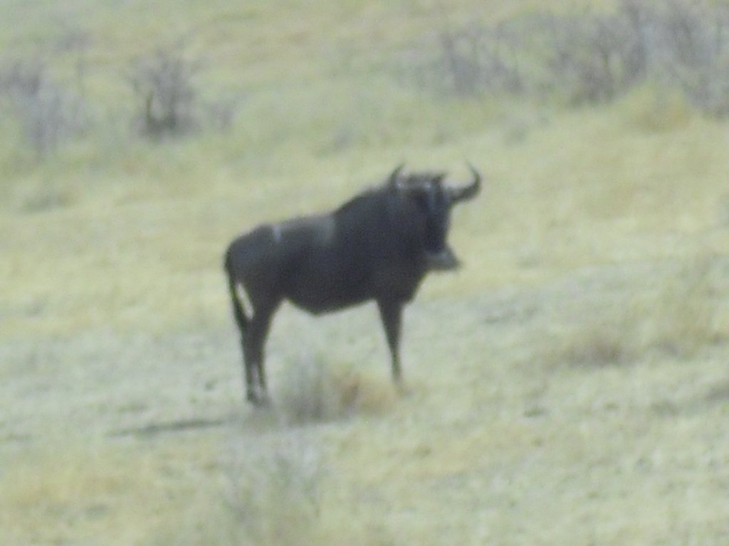 Image CIMG7715.JPG