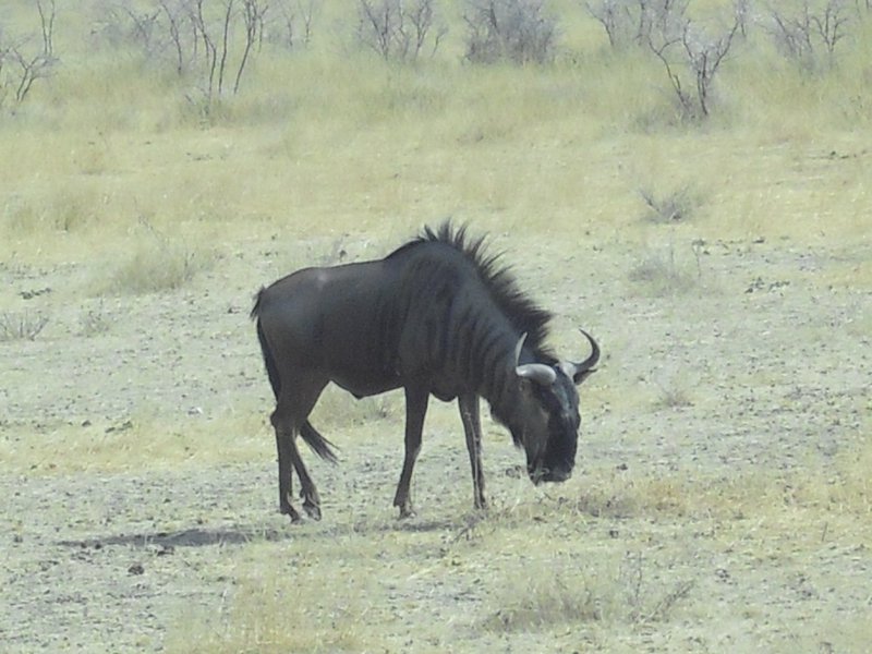 Image CIMG7718.JPG
