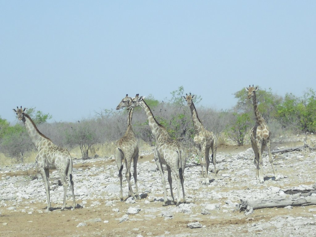 Image CIMG7721.JPG