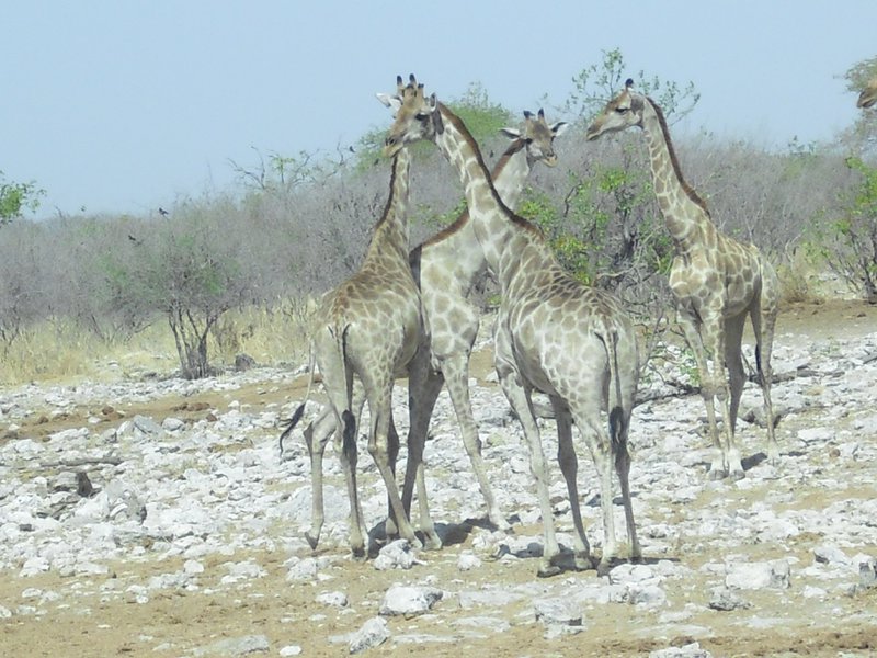 Image CIMG7722.JPG